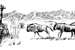 1_buffalo_safari