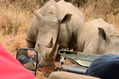 1_rhino_safari