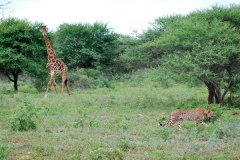 1_giraffe_cheetah