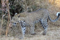 1_leopard