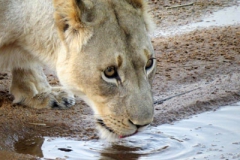 lioness_drinking