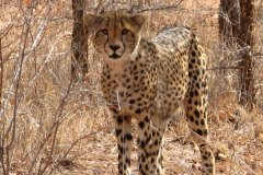 1_cheetah
