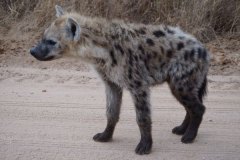 1_hyena