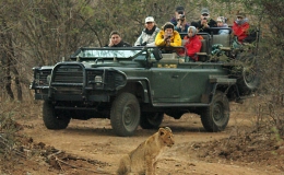 lion_safari