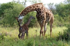 1_baby_giraffe