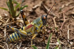 1_grasshopper