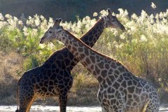 1_giraffe_couple