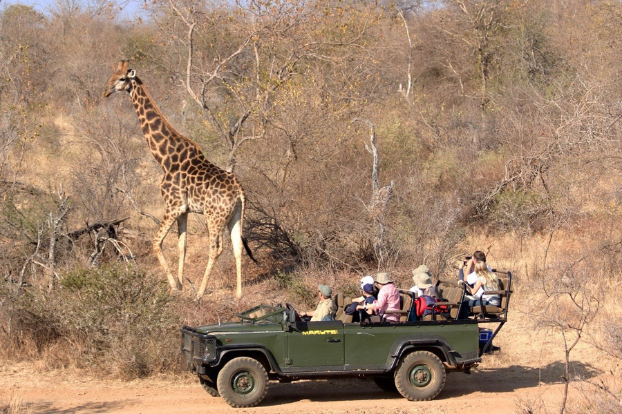 Makutsi Safari