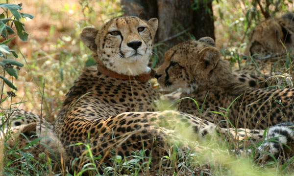 Makutsi Cheetah